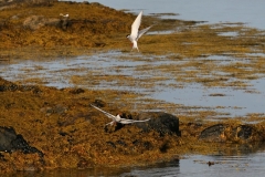 hwei - "Küstenseeschwalben"