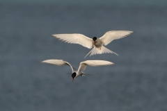 hwei - "Küstenseeschwalben"