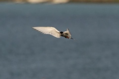 hwei - "Küstenseeschwalben"