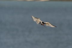 hwei - "Küstenseeschwalben"