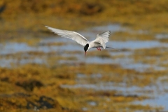 hwei - "Küstenseeschwalben"