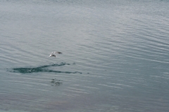 hwei - "Seeschwalbe"