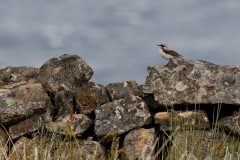 hwei - "Steinschmätzer"