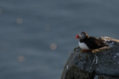 hwei - "Papageitaucher (Fratercula arctica)"