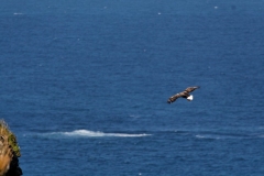 hwei - "Papageitaucher + Seeadler"