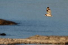 hwei - "Sumpfohreule (Asio flammeus)"