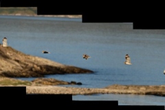 hwei - " Sumpfohreule (Asio flammeus)"