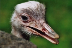 Torsten - "Häßlich ?"