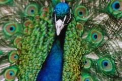 Torsten - "Eitel hoch 3"