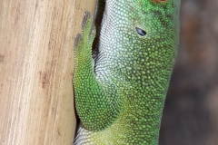 hwei - "Großer Madagascar-Taggecko"