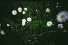 Stefan - "Plümschen-Pano"