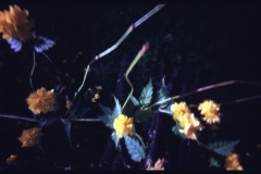 Stefan - "Plümschen-Pano2"