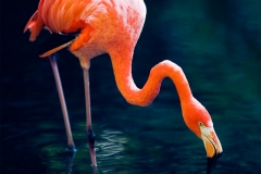 Steffen - "flamingo nip"