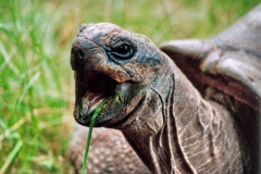 Torsten - "UrzeitUngeheuer1"