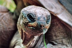 Torsten - "UrzeitUngeheuer2"