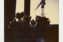 johannes - "Tulpen und Kran"