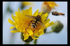 Torsten - "Im Anflug II"