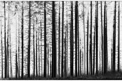 derThomas - "Wald"