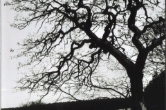 Siechenhund - "Wald 1"