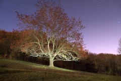 paule - "the tree of light"