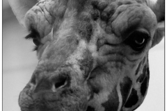 johannes - "giraffe 1"