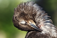 Hans - "Junge Amsel 1"