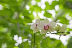 henryk - "Orchidee mit Kleeblatt"