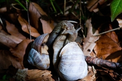 henryk - "Schnecken"