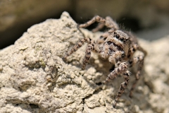 henryk - "Springspinne"